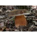 Мицелий Белого гриба темно-бронзового (Boletus aereus)